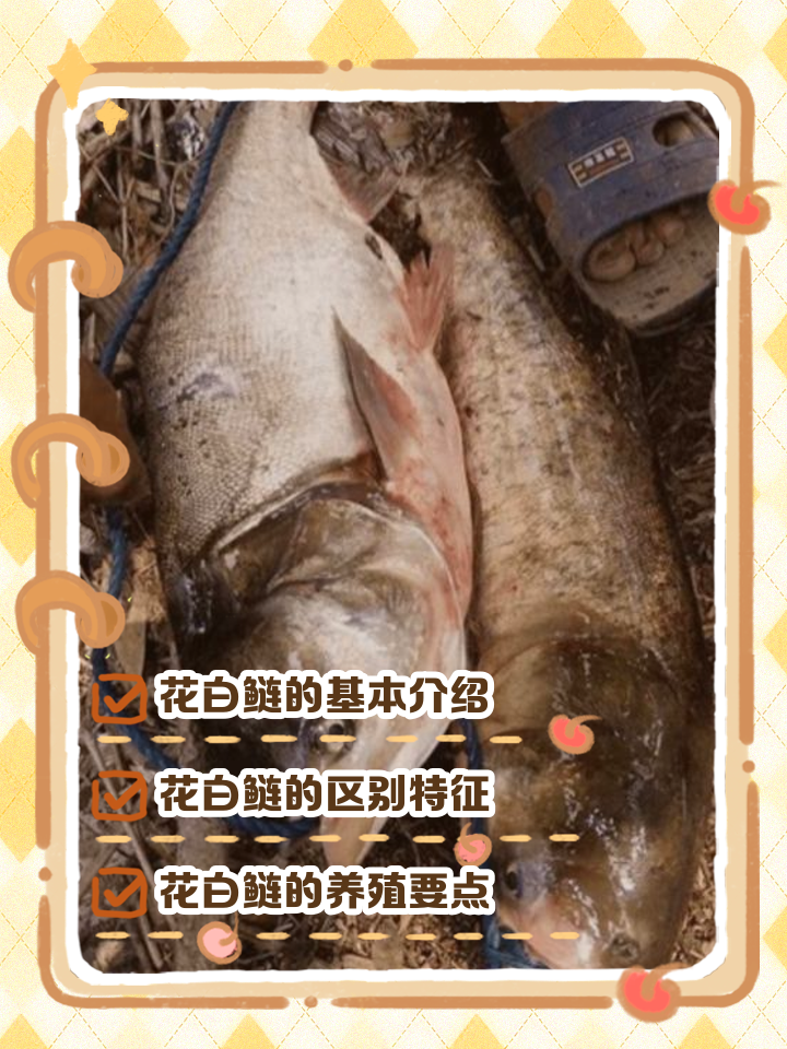 胖头鱼和花鲢鱼的区别图片
