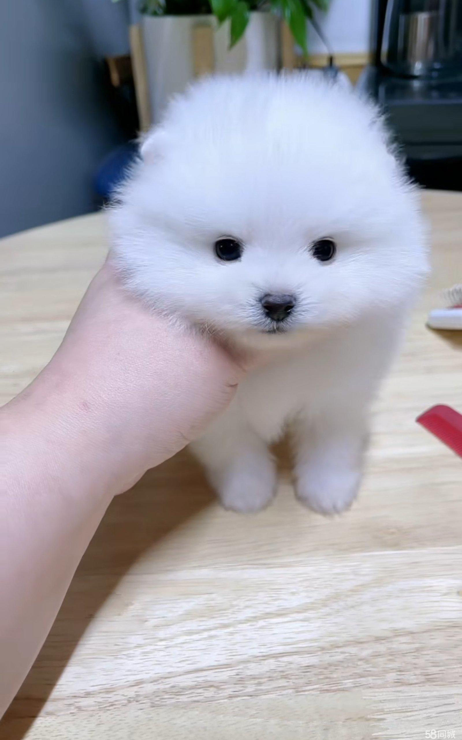 好养又干净的宠物有哪些