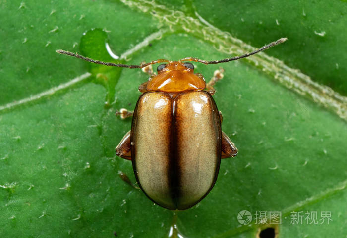 这个是什么甲虫？全身金绿色