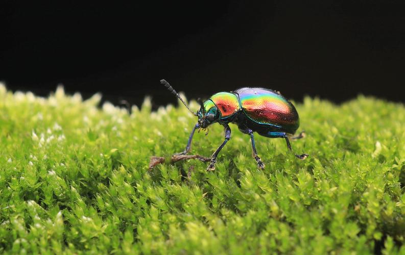 这个是什么甲虫?全身金绿色