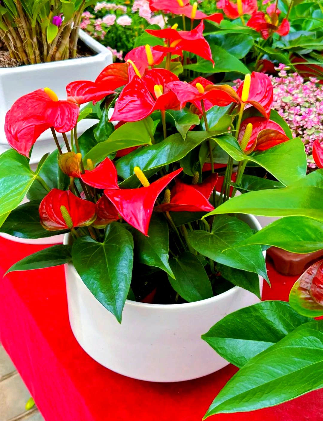 家里千万不能养的6种花什么花