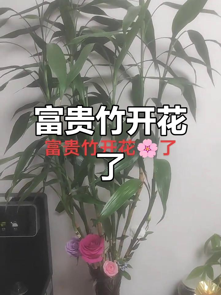 风水学富贵竹开花什么预兆