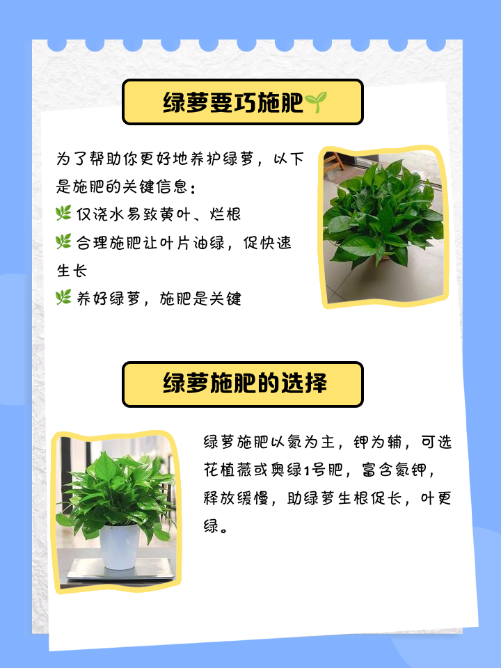 绿萝用什么肥料最好最旺