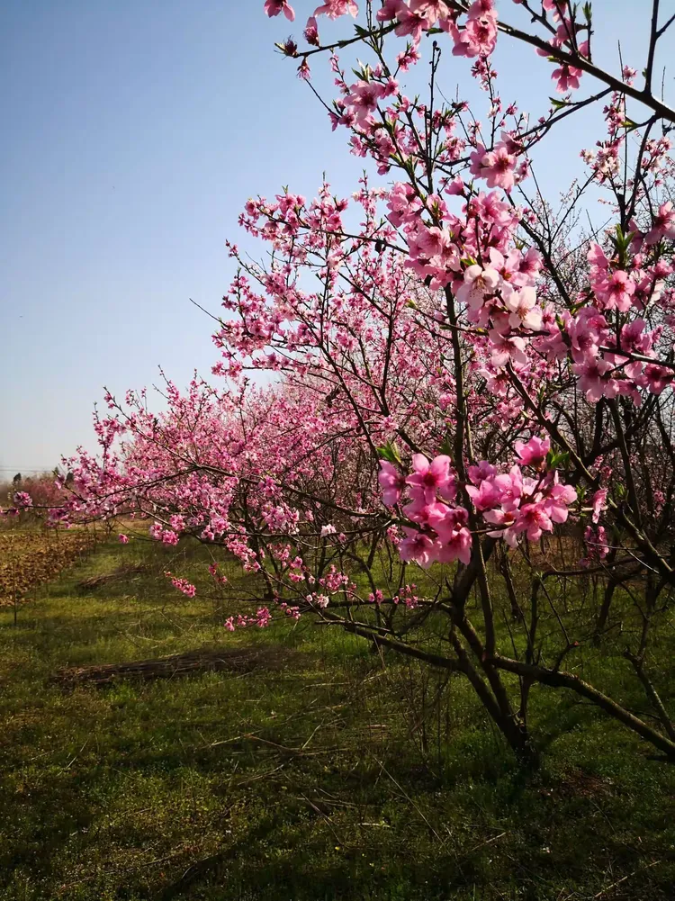 桃花依旧笑春笑春风的全诗