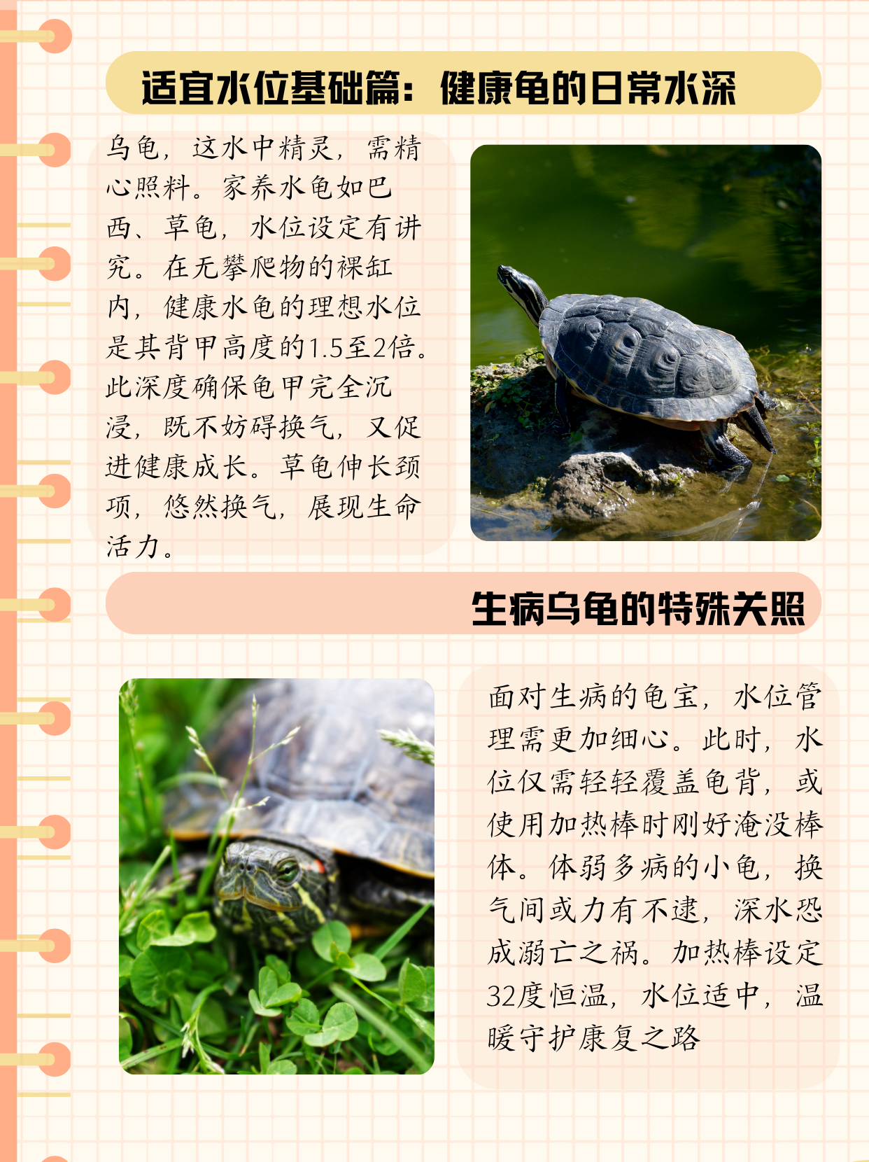 巴西龟对人的危害有哪些