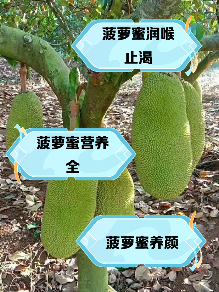 菠萝蜜有什么食用功效?