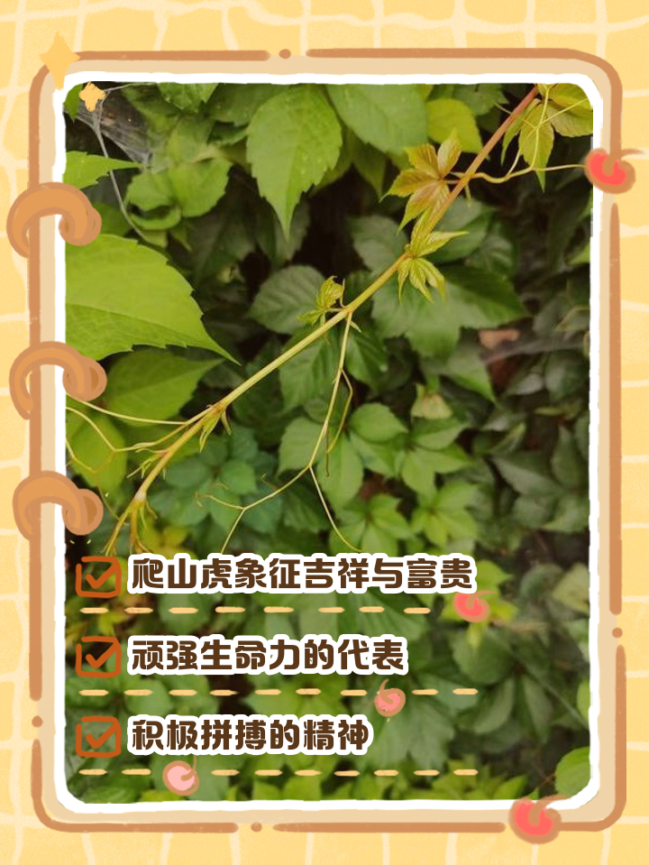 爬山虎的脚指的是什么意思