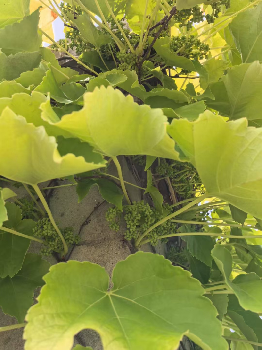 爬山虎的脚指的是什么意思