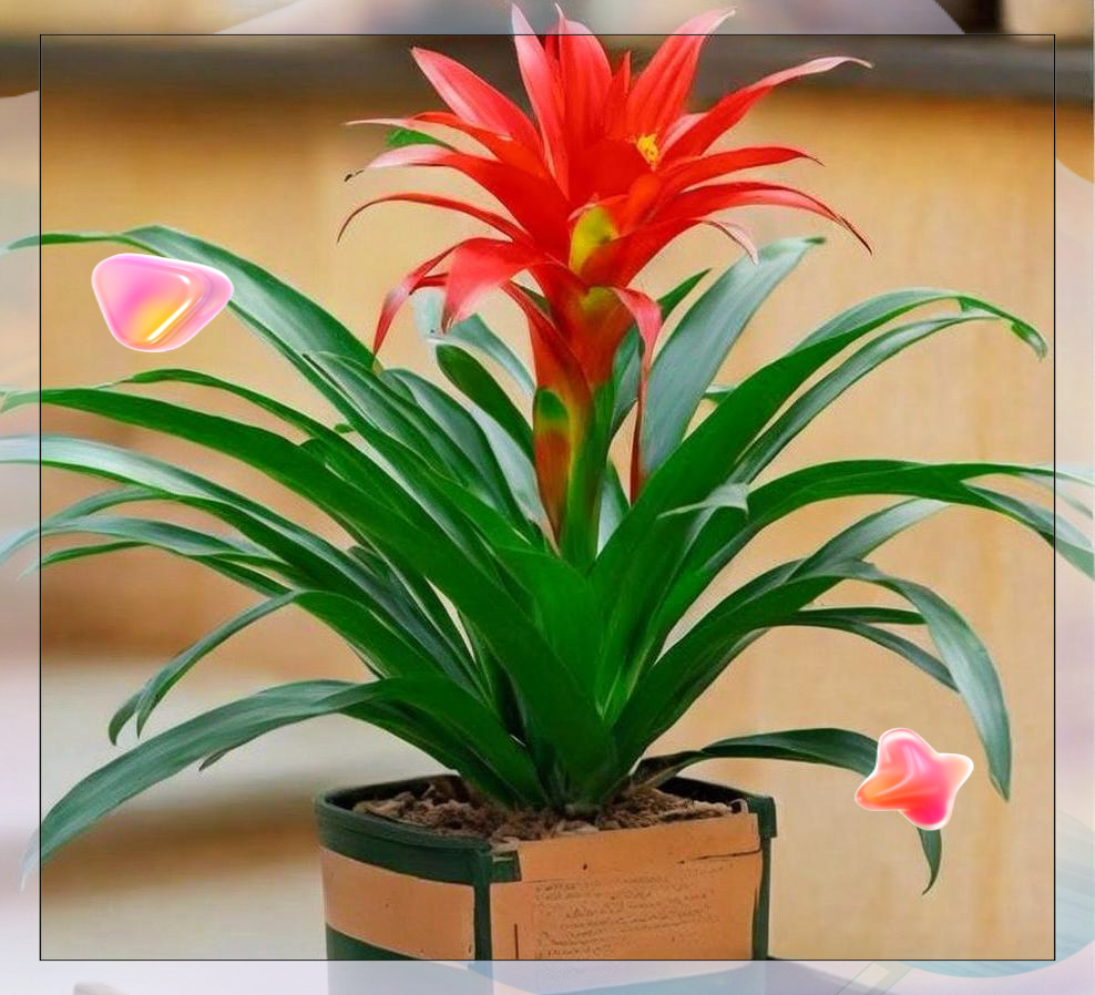 鸿运当头的养殖方法及注意事项