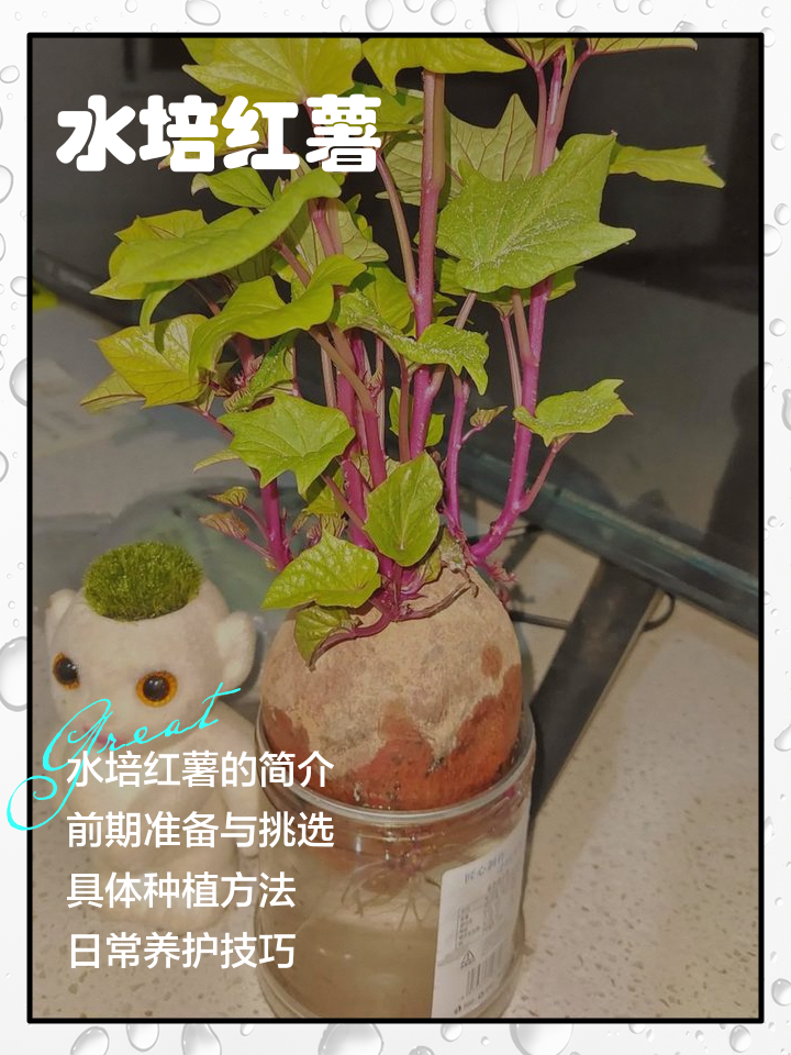红薯发芽了如何做盆栽