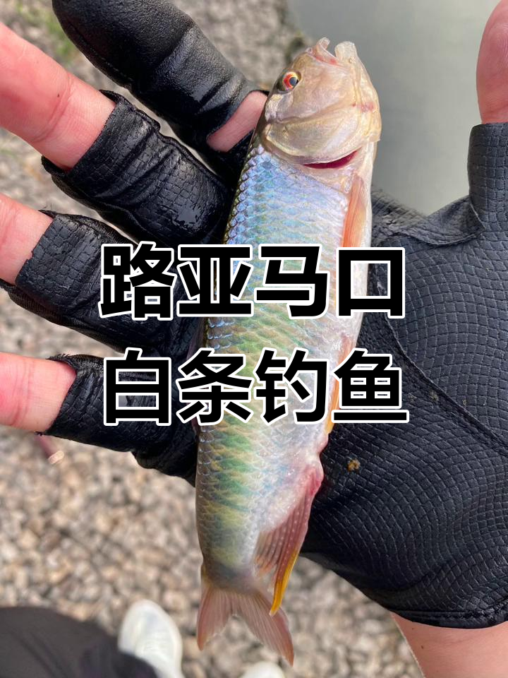 这两款钓饵很适合钓白条鱼