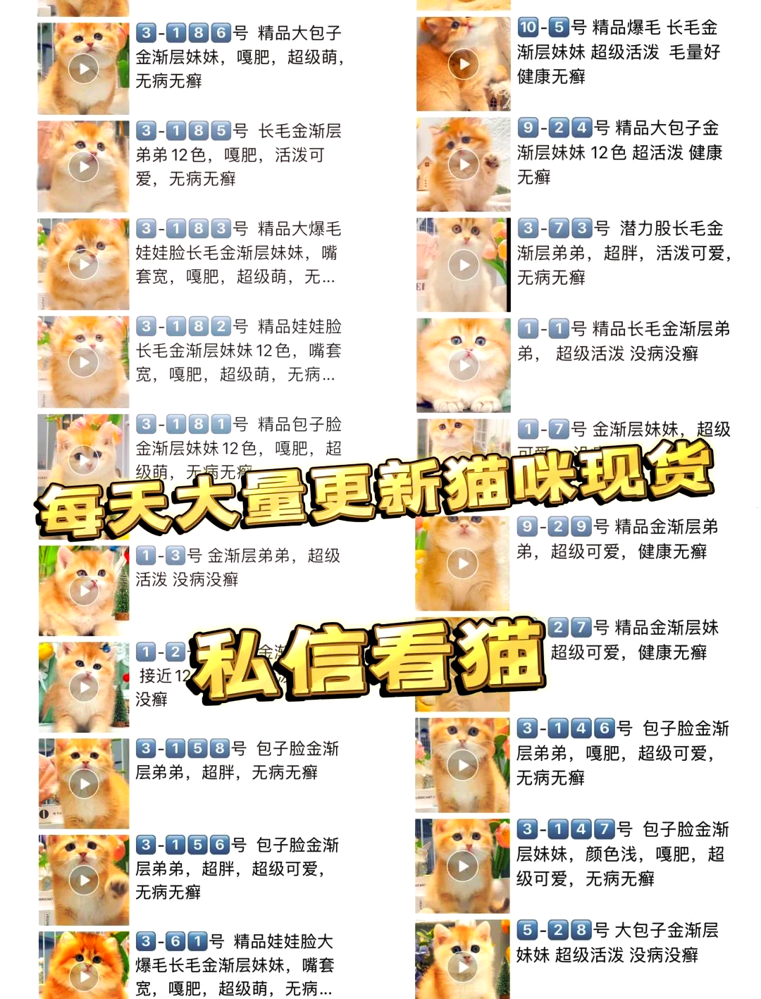 猫咪价格排行榜1-100名