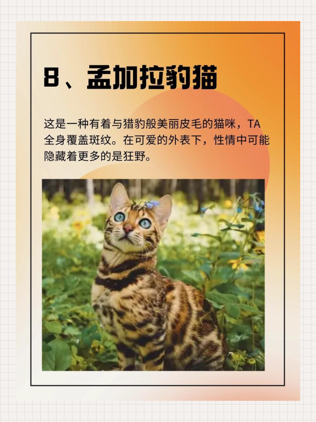 世界上最可爱的猫排名前十