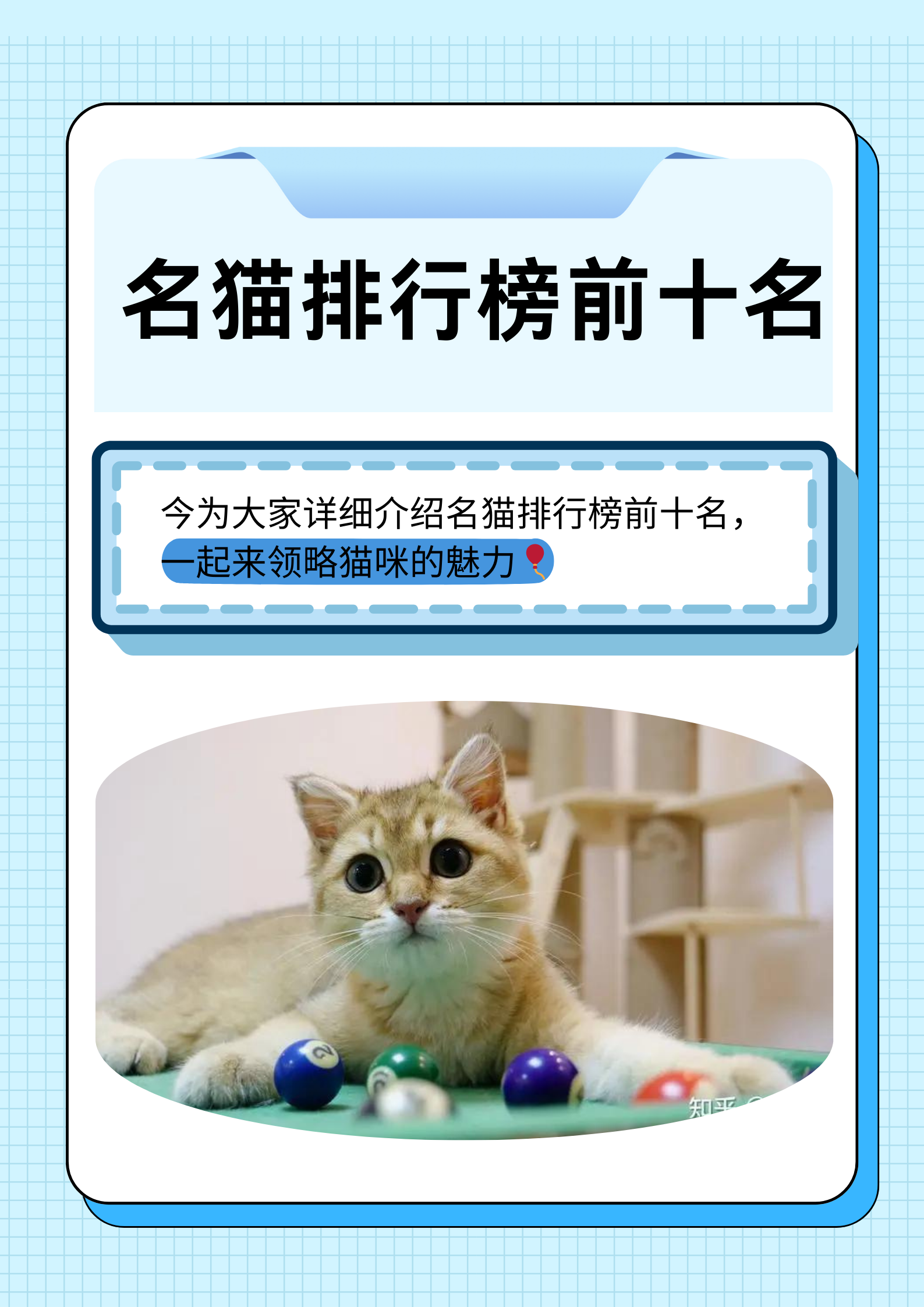 世界上最可爱的猫排名前十