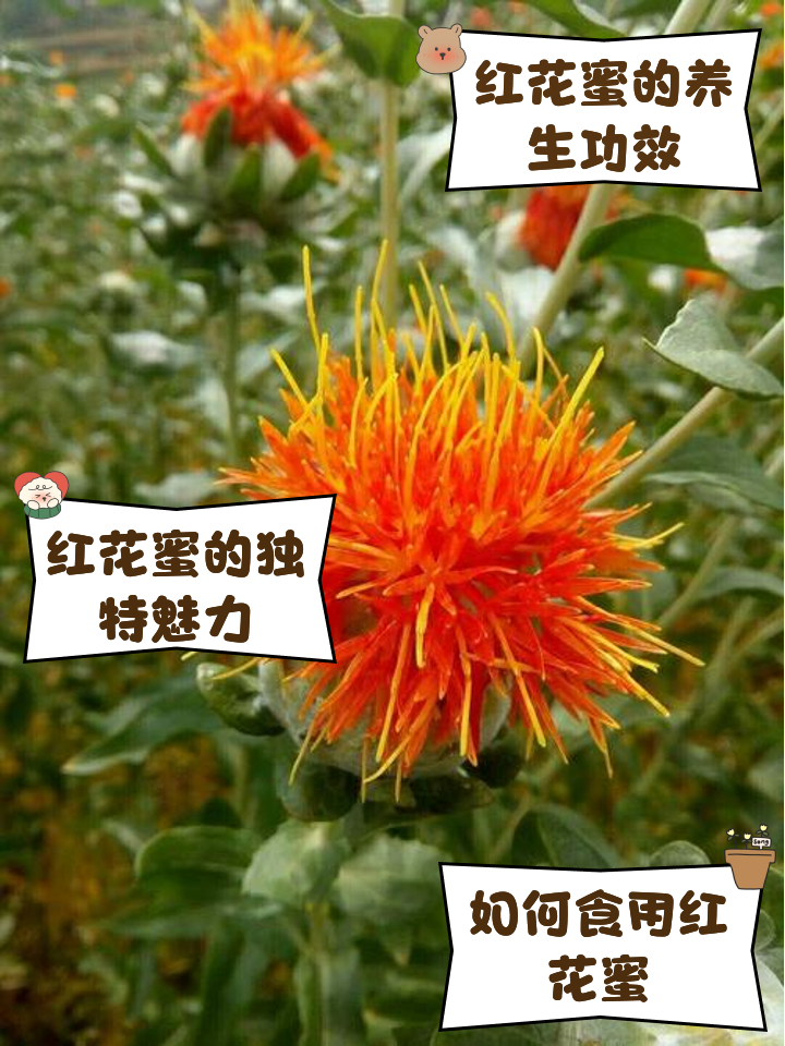 蜜糖的功效与禁忌相关介绍