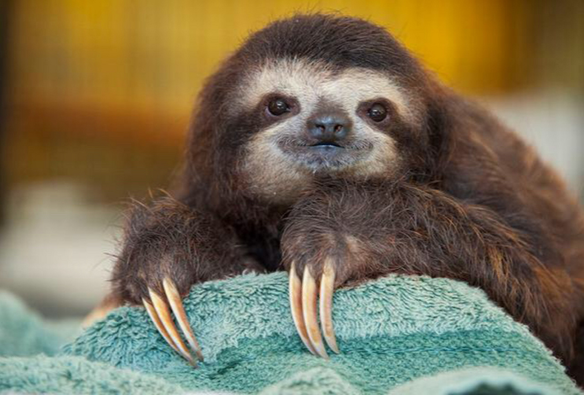 树獭怎么读树獭的读音