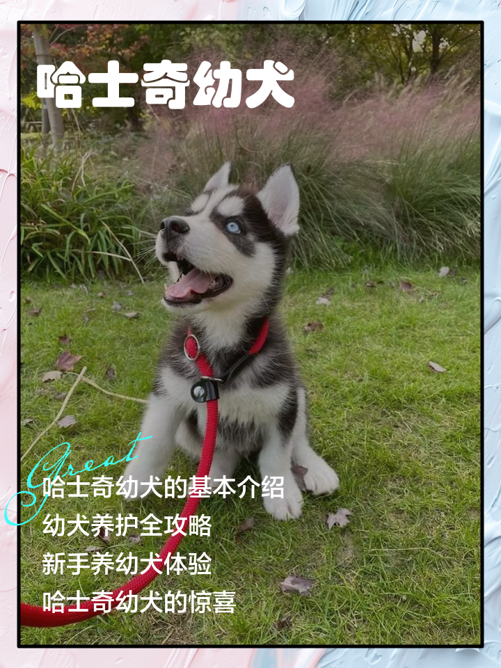 哈士奇幼犬多少钱一只市场价？