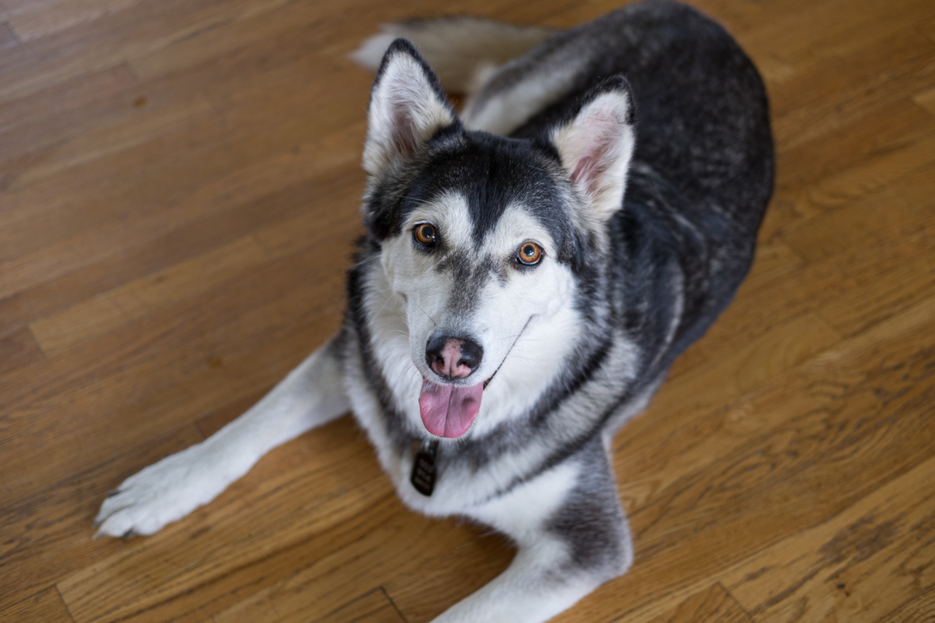 哈士奇幼犬多少钱一只市场价?