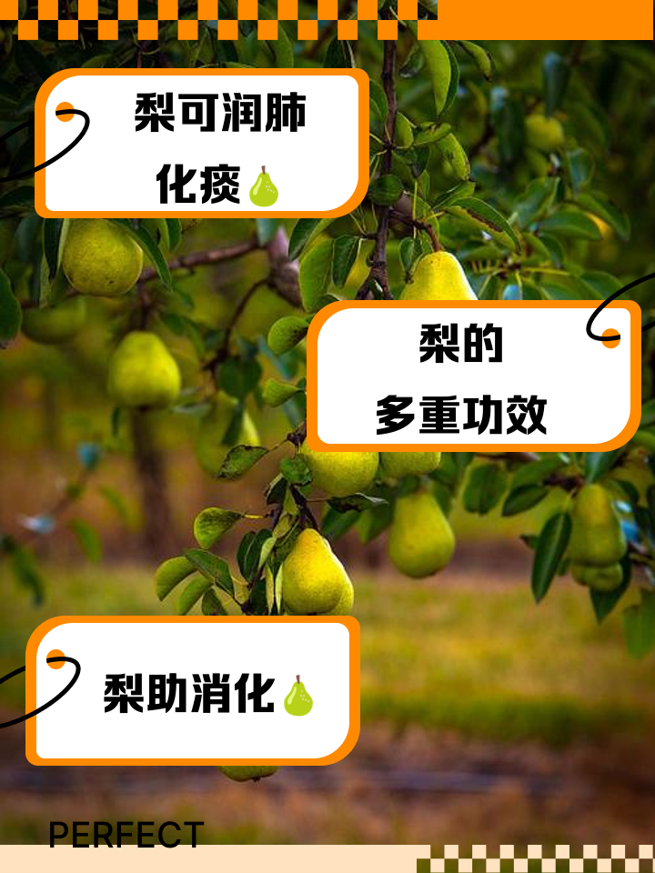 梨的功效与作用及禁忌