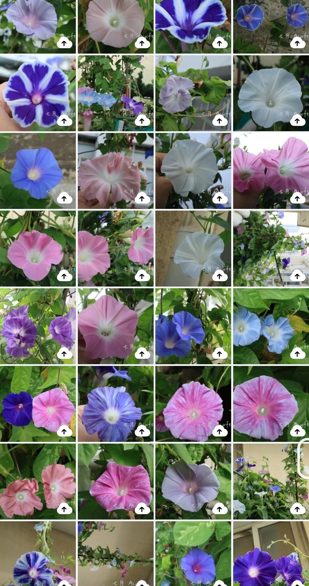 牵牛花一般什么季节开放