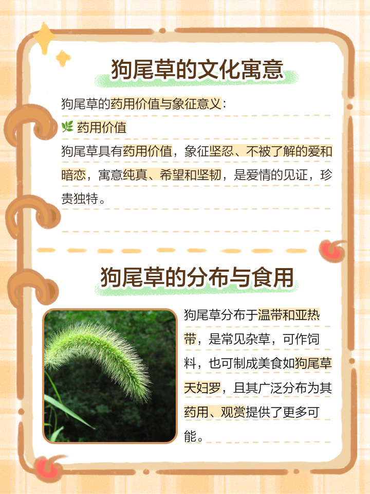 狗尾巴草的中医养生功效
