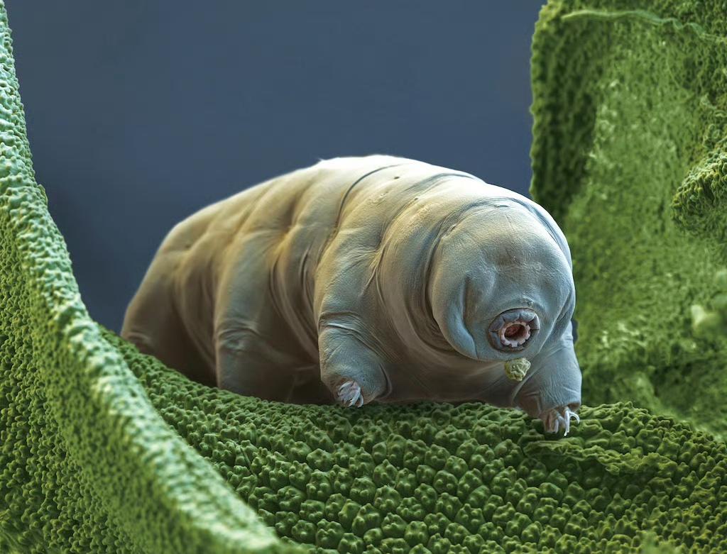 地球上的十大神秘生物是什么