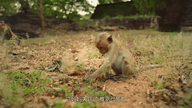 山中无老虎猴子称大王是什么意思