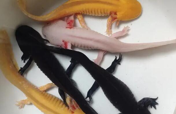 六角恐龙鱼看得见主人吗