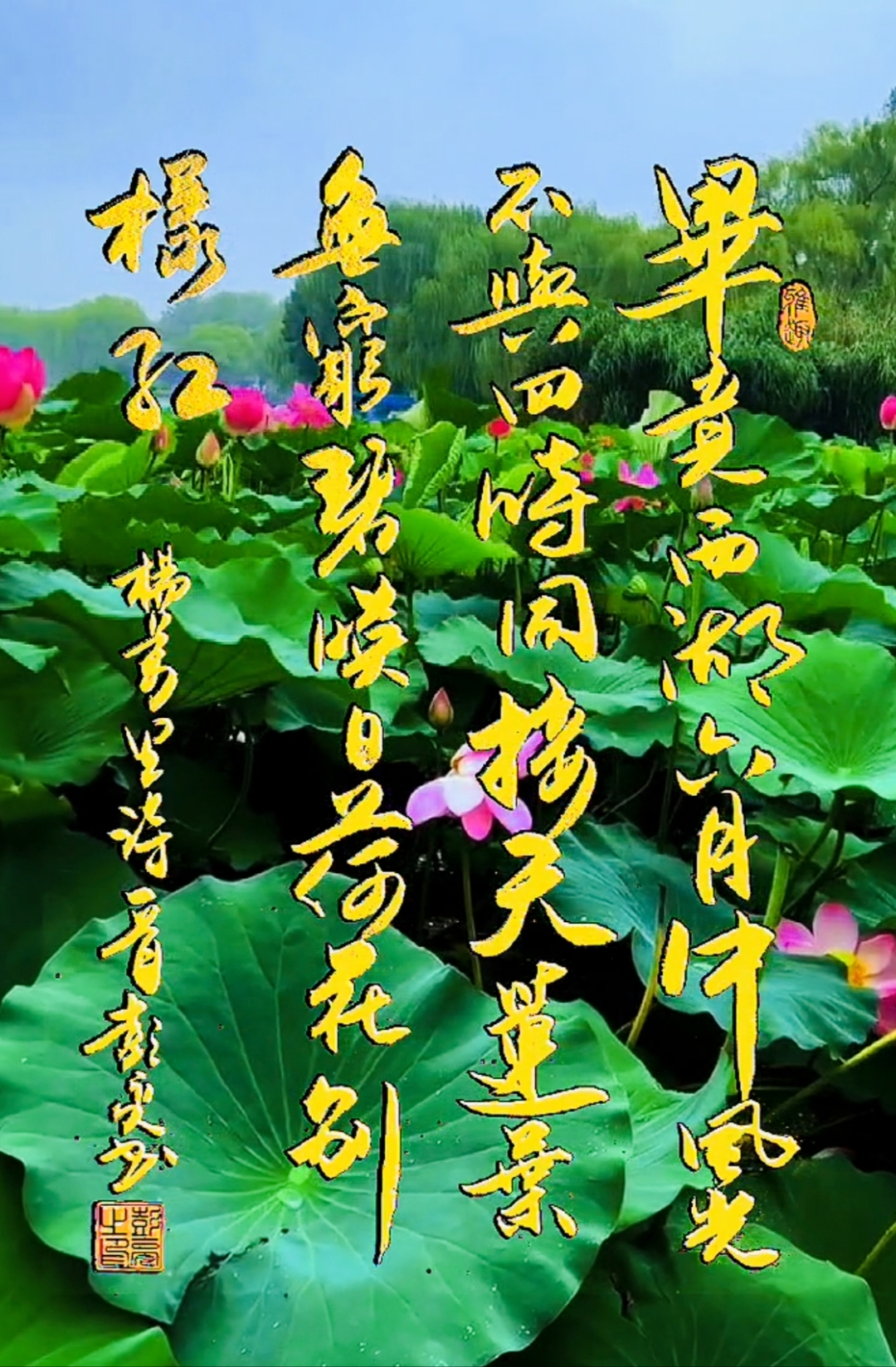 映日荷花别样红全诗是什么