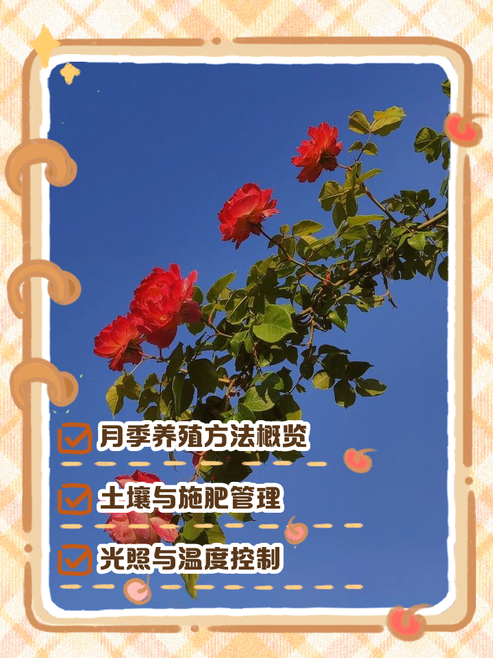 爬藤月季花甜梦的养殖方法