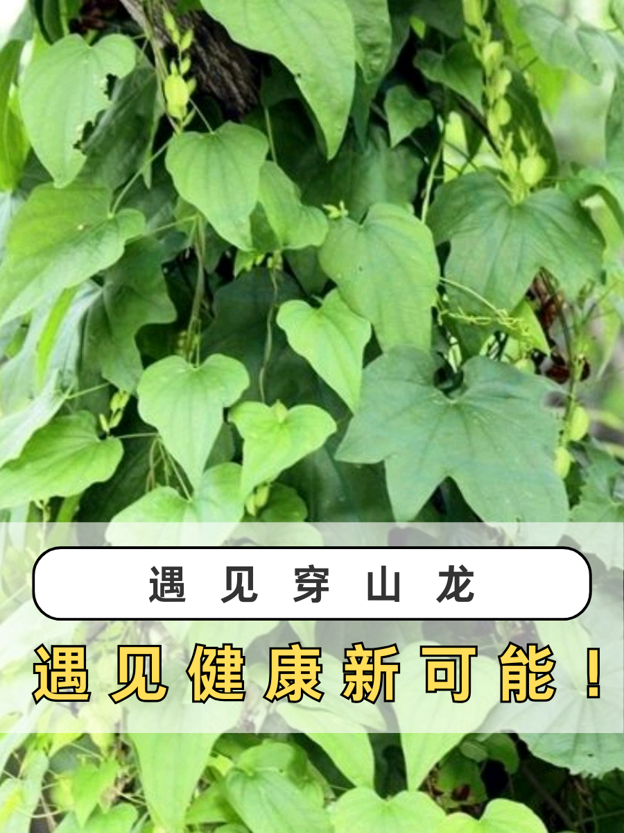穿山龙的功效与作用穿山龙资料大全