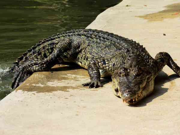 做梦梦到鳄鱼有什么预兆