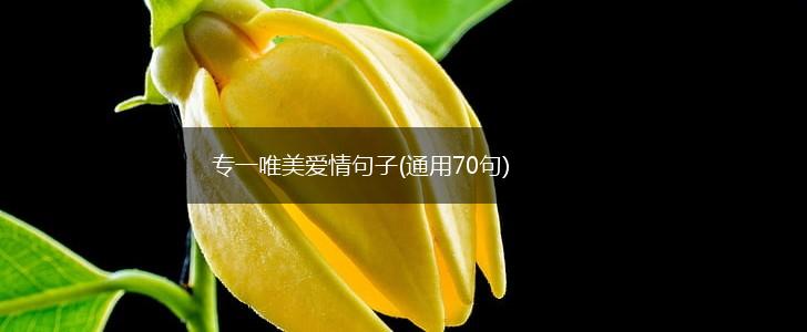 专一的句子句句温暖人心