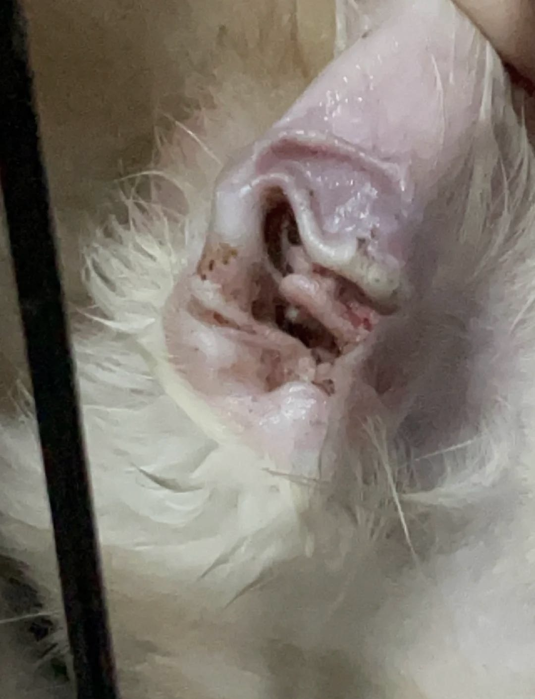 两个月的小猫耳螨好严重可以用耳肤灵吗