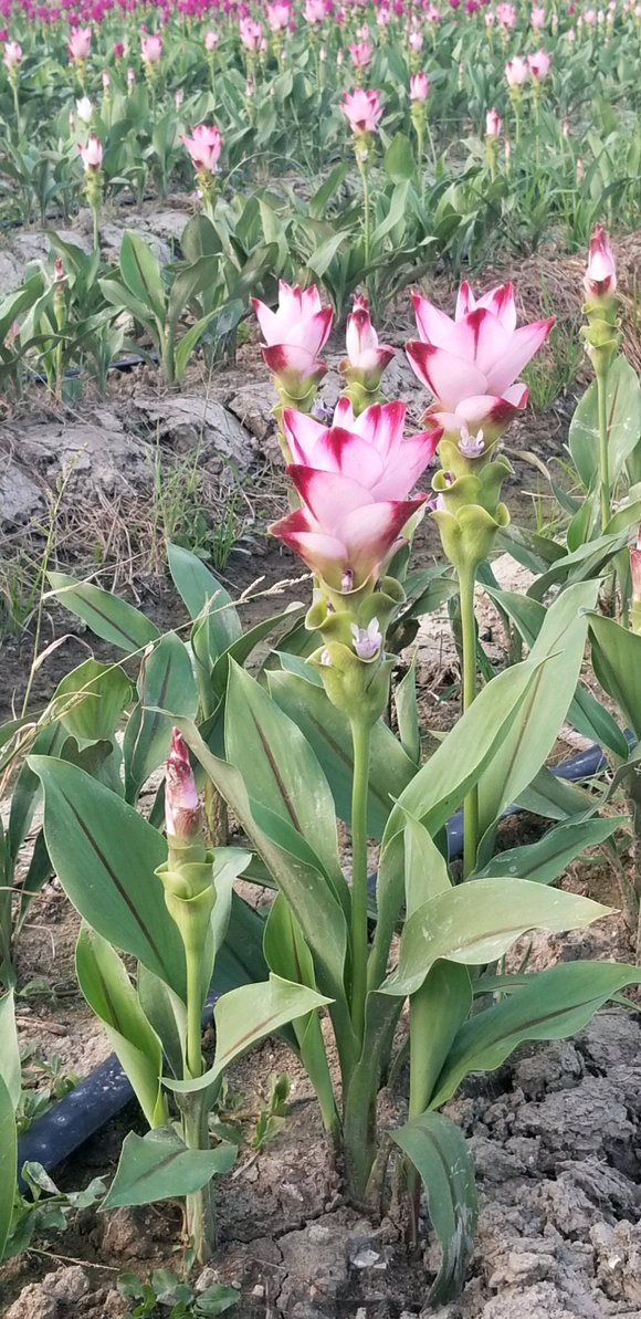 姜荷花的养殖方法是什么