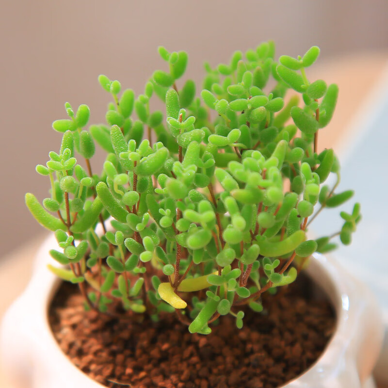 多肉植物盆景的养殖方法是什么