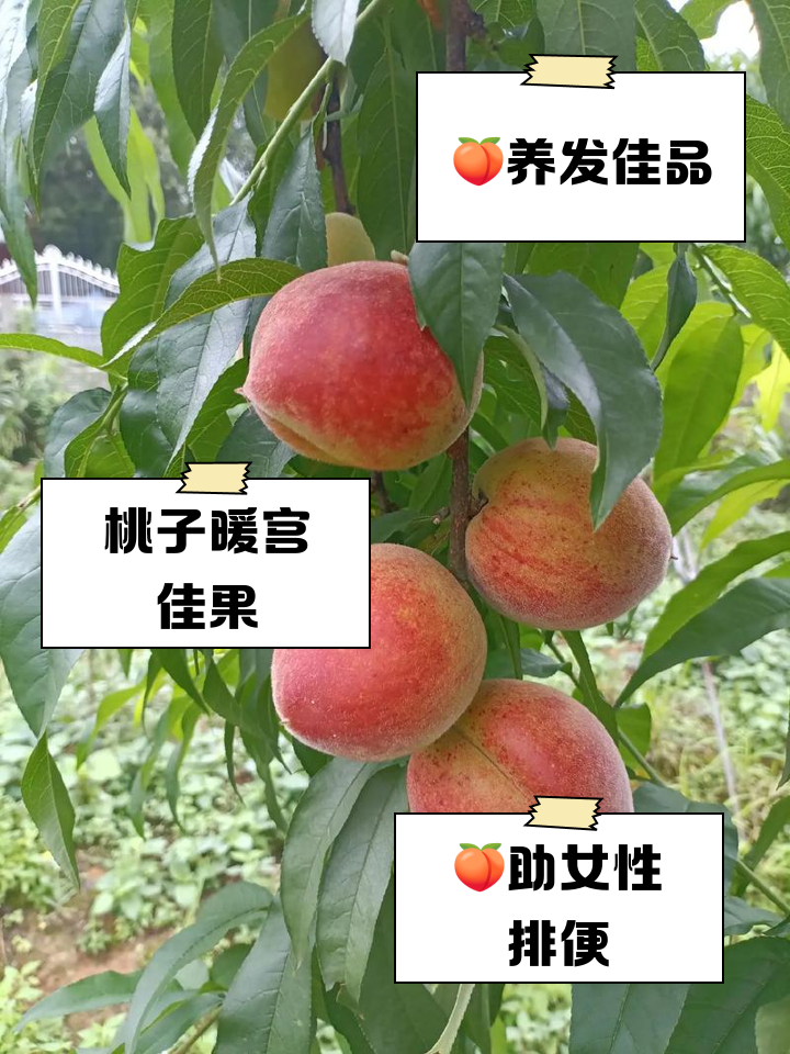 女人梦见吃桃子是什么意思