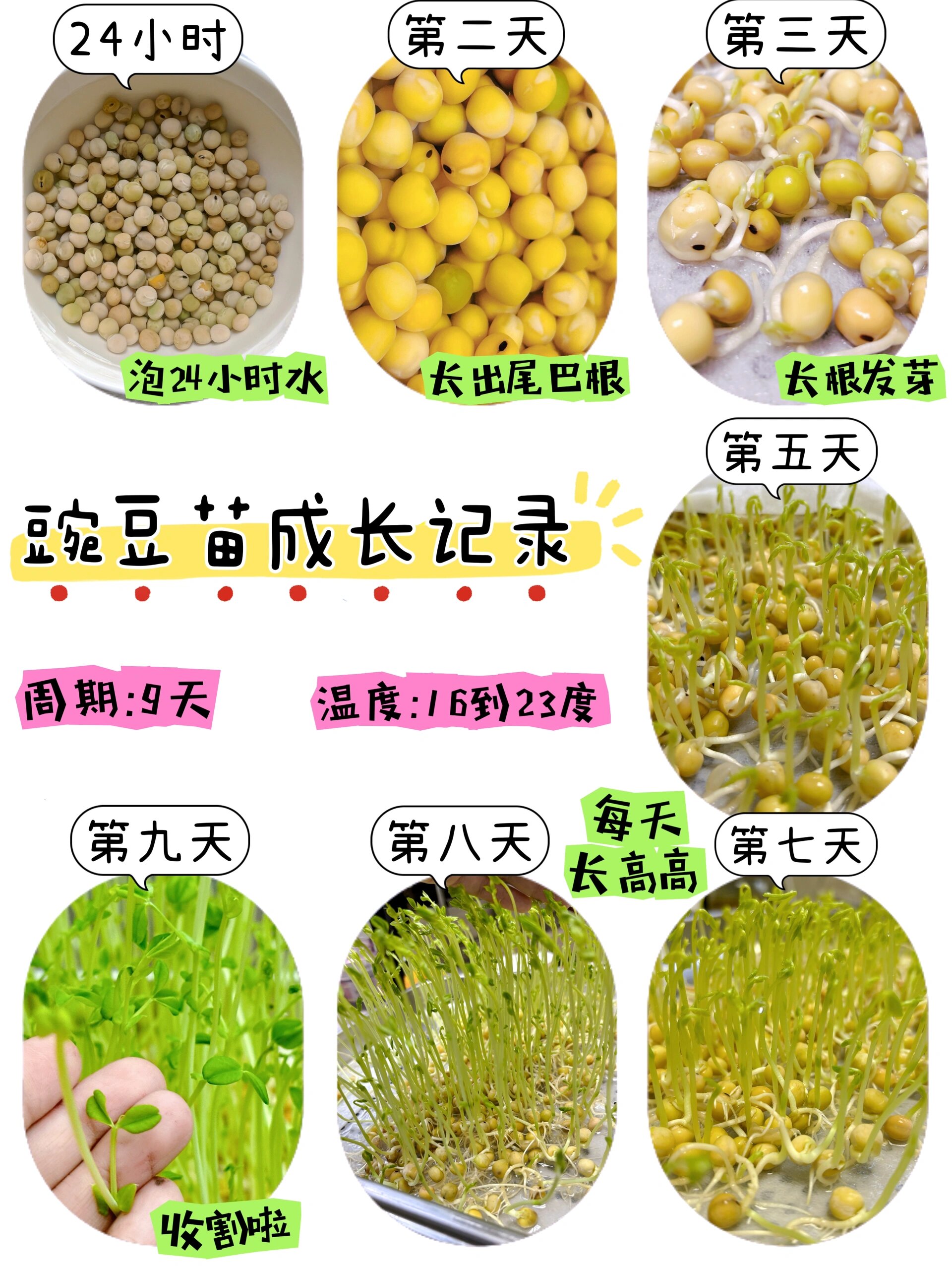 豌豆种植时间和方法介绍说明
