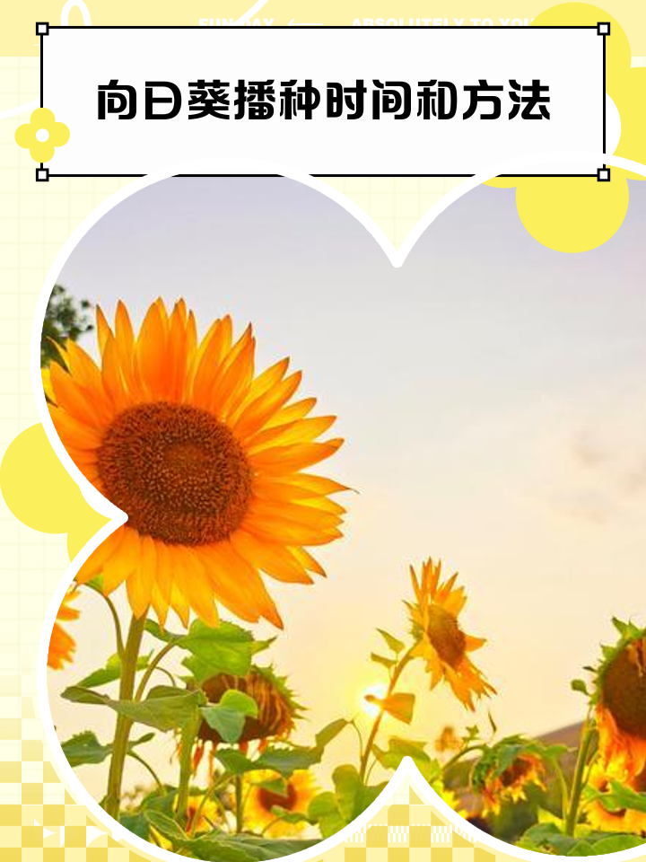 向日葵什么时候开花时间是几点