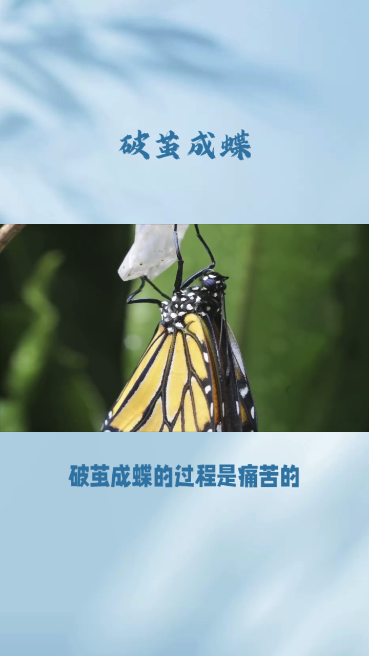 化茧成蝶和破茧成蝶的区别