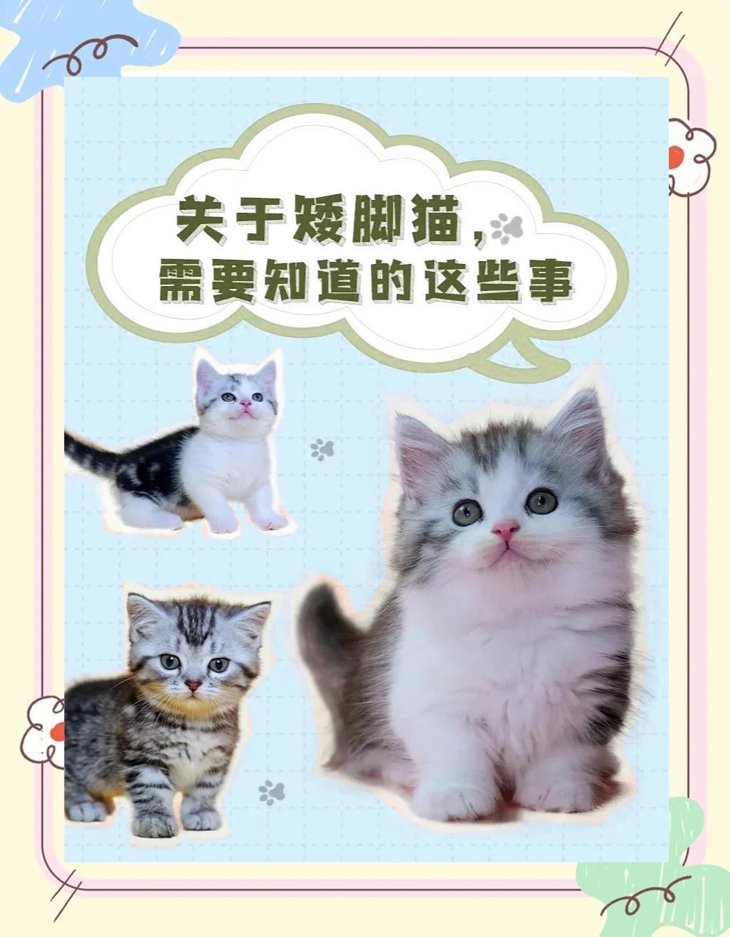 什么猫两条腿什么猪没有嘴