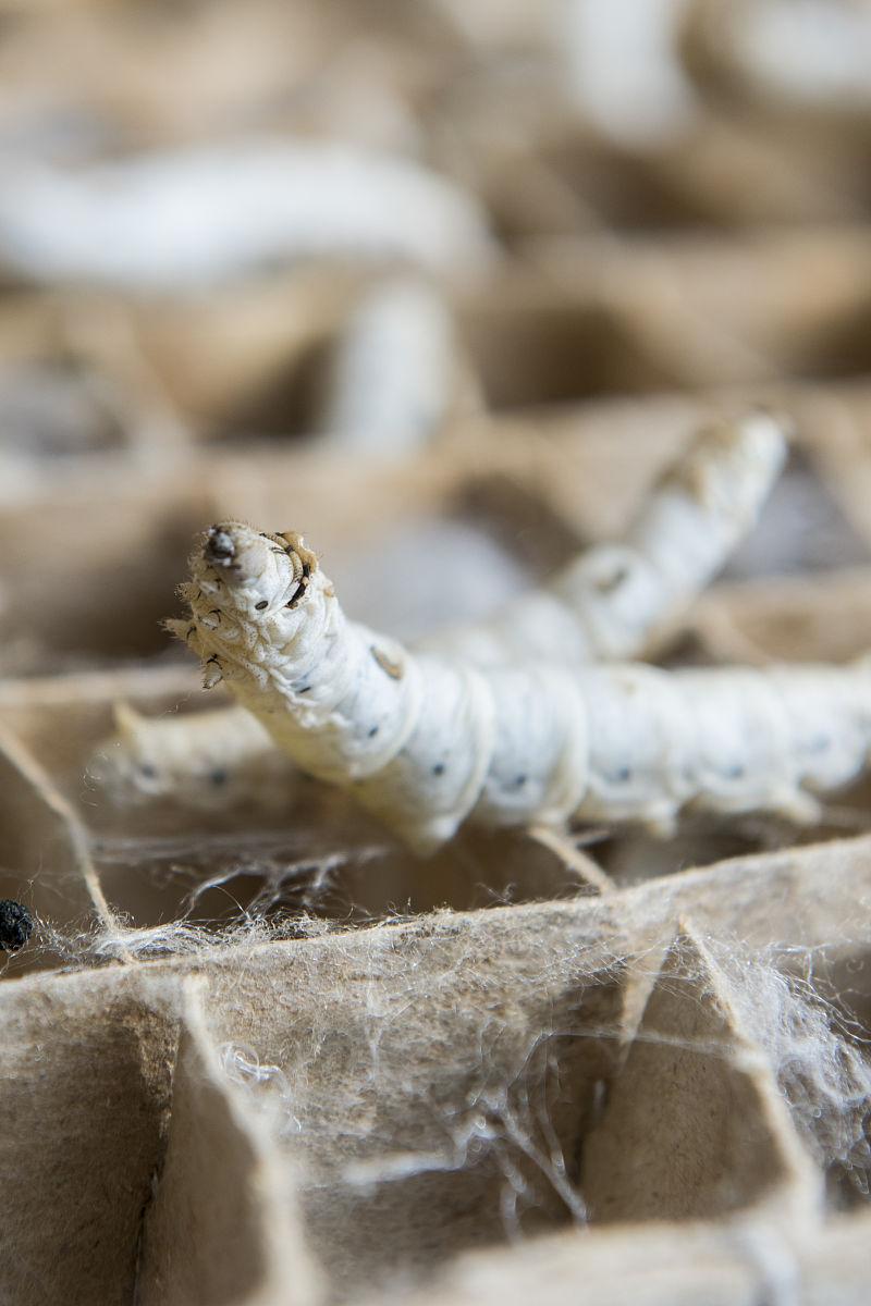 蚕桑的词语意思蚕桑的词语意思是什么