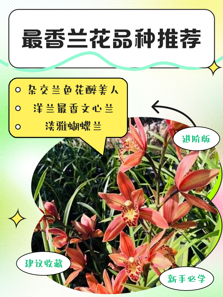 兰花有哪些品种兰花品种介绍