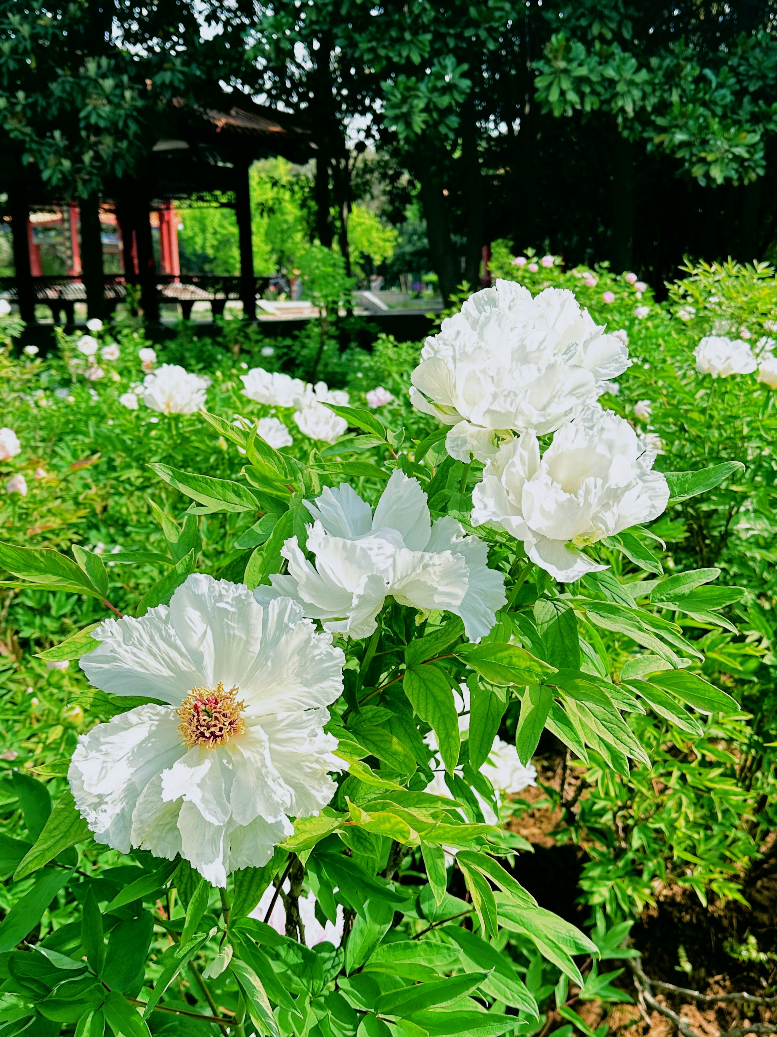洛阳牡丹花什么时候开始举办