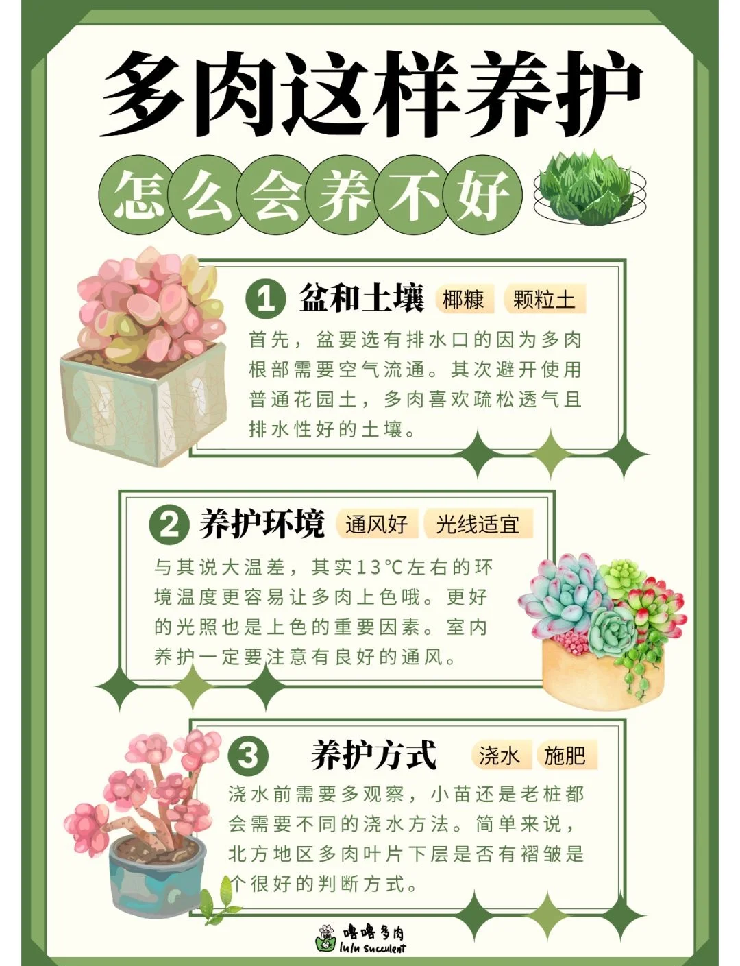 多肉植物怎么养才养得又大又肥