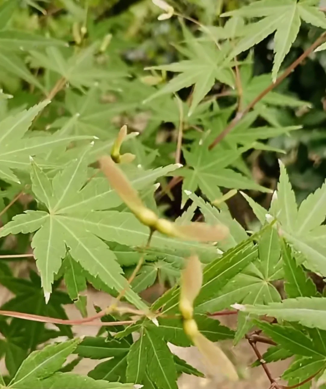 鸡爪槭和红枫的区别是什么