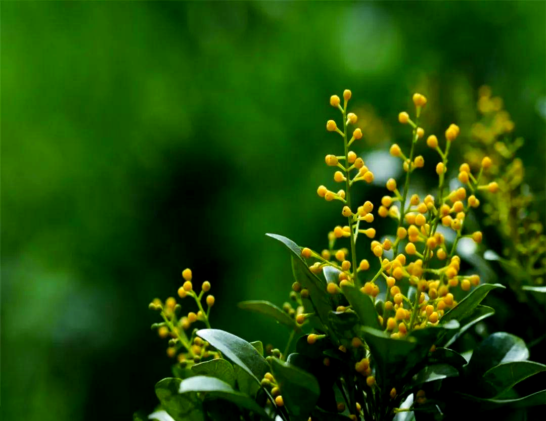 米兰掉叶子的原因有哪些