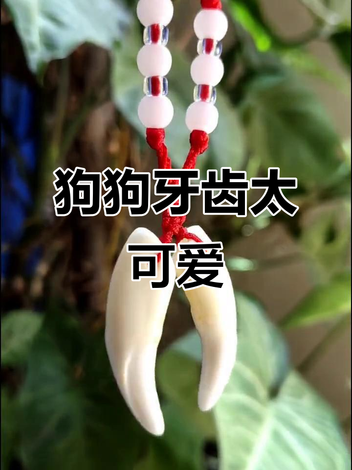 狗牙佩戴禁忌有哪些狗牙佩戴禁忌