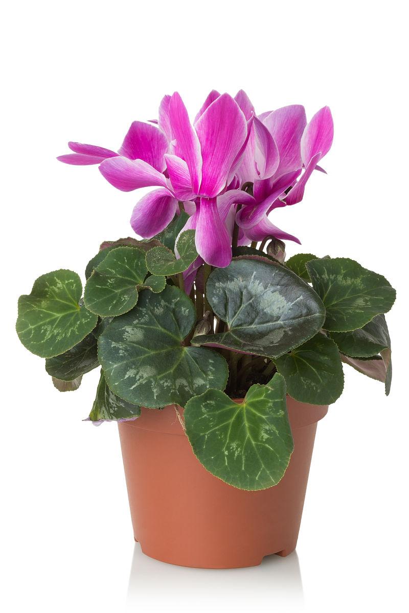 仙客来的养殖方法注意事项