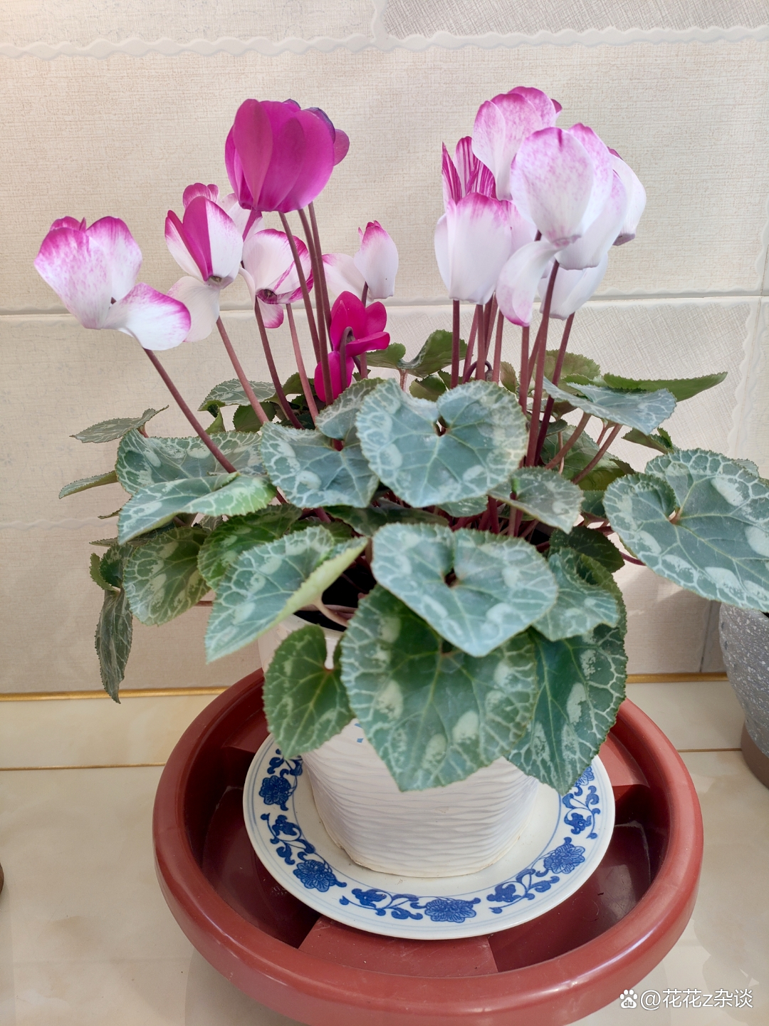 仙客来的养殖方法注意事项